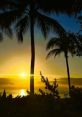 Serene sunset over the ocean with silhouetted palm trees, perfect for relaxation and rejuvenation with RichHypnotherapy.