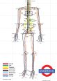 Body Tube from Body Tube. #speech #stomachrumble #whalevocalization # #narration #speechsynthesizer #femalespeech #inside