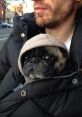 Pug Man