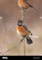 European Stonechat perched on a twig, displaying vibrant plumage, perfect for birdwatching enthusiasts and wildlife lovers.