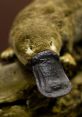 Duckbill The first that comes to mind when thinking about Duckbill S is the menacing growl that the creature emits. The