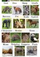 Mammals uirrels are known for their versatility in communication, using a variety of to convey different messages. One of