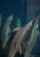 Dolphin swearing "Dolphin swearing" is more than just a curious phenomenon; it is a window into the mysterious world of