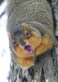 Close-up of a squirrel screeching, showcasing its expressive face and detailed fur against a tree bark backdrop.