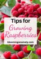 Deflating Raspberry The of Deflating Raspberry bring a playful and whimsical element to any audio project. As you listen,