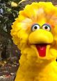 Big Bird Play and download Big Bird clips. #big bird #sesame street #open up #breaking an entry #funny #forceful entry