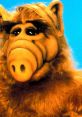 ALF Play and download ALF clips. #alf #liar #misleader #fibber #phony #fabricator #fart #bed fart #smelly #dutch oven