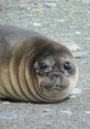 Baby Elephant Seal Play and download Baby Elephant Seal clips. #seal #baby #aww #shocked #amazed #confused #curious #what