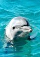 Dolphin Dolphins are highly intelligent marine mammals known for their playful nature and advanced communication skills.