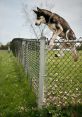 Dog breaks barrier The phrase "Dog breaks barrier" conjures up a variety of images and in the mind. The first thing