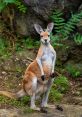 Kangaroo Play and download Kangaroo clips. #ecard #good morning baby #morning #sunrise #sunup #dawn #first light #this morn