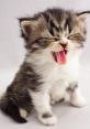 Baby Cat Funny and Cute Video Play and download Baby Cat Funny and Cute Video clips. #pawing to #cute kitty #sitting up