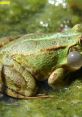 Singing Frog Play and download Singing Frog clips. #hello #dancing #singing frog #entertainer