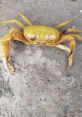 Sad crab The of a sad crab is a poignant mixture of soft clicks and muted thuds. As the tiny creature scuttles along the