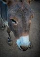 Parece que tem uma cabeça de burro enterrada Soundboard