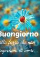 Buongiorno er faina The of "Buongiorno er faina" are like a delightful melody that carries with it a touch of nostalgia and