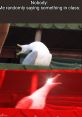 Screaming bird meme (LOUD).mp345 The first that comes to mind when thinking about the Screaming Bird Meme is a sharp,