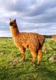 Alpaka kratzt The of an Alpaca scratching itself is unmistakable. "Alpaka kratzt" is a unique that is hard to forget