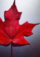 Maple Leaf Play and download Maple Leaf clips. #how are you #what is new #how is everything #whassup