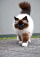 Birman potente Soundboard