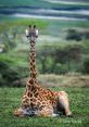 Giraffe in my loft The first you may hear in relation to a "Giraffe in my loft" is the distinct clip-clop of its hooves