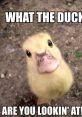 Yes DUCK Yes DUCK. The first is a playful and enthusiastic affirmation followed by the distinctive quack of a duck. The