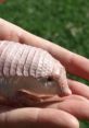 Pink Armadillo Play and download Pink Armadillo clips. #attack #surprise #wtf #sideswipe #smash the patriarchy #feminism