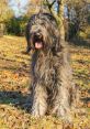 Toko-Bergamasco The unique of the Toko Bergamasco breed are a symphony of barks, howls, and growls that echo through the