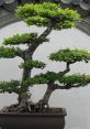 Bonsai - Tá vendendo Koda? The first that comes to mind when thinking about Bonsai is the gentle rustling of leaves as