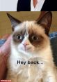 Cute cat with a playful expression and text saying "Hey back..." captures attention for cat lovers and meme enthusiasts.