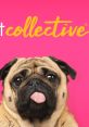 The Pet Collective Play and download The Pet Collective clips. #funny #laughing #haha #lol #guilty dog #i didnt do it #he