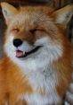 Crazy Laughing Fox Play and download Crazy Laughing Fox clips. #laugh #crack up #lol #haha #laughing