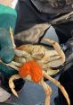 Mother crab The of a mother crab scuttling across the sandy beach is a rhythmic and soothing symphony, a gentle tapping