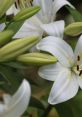 Lilies of the Field Play and download Lilies of the Field clips. #lilies of the field #amen #god bless #hallelujah #most