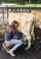 al Cow Milking Milking a cow is not just a mundane chore on a farm; it is a symphony of that can only be described as "al