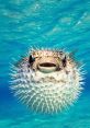 Pupperfish The mere mention of "Pupperfish" conjures up a medley of that are unique to these fascinating creatures. From