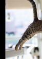 Cat Jump Fail Play and download Cat Jump Fail clips. #fail #cat #kitten #jump