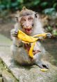 Funny monkey eating seekh kebabs Play and download Funny monkey eating seekh kebabs clips. #monkey eating like human