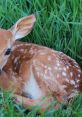 Fawn Play and download Fawn clips. #rest #restful #calming #night #get rested #time to rest #sleep well #rest well