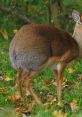 Dik-Dik Play and download Dik-Dik clips. #oh hi there #eating #munching #chomping #nom nom #animals #dinner time