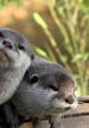Otters Soundboard