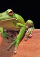 Frogs Soundboard
