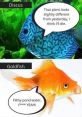 Fish meme The world of internet memes is vast and ever-expanding, with new trends and themes emerging regularly. One