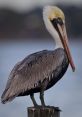 Pelican The first that comes to mind when thinking about Pelicans is their distinctive call. It is a deep, resonant that