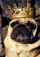 Pug wearing a golden crown and elegant attire, embodying the spirit of KingPug in a regal pose.