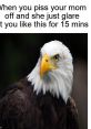 American eagle haha The distinctive call of an American eagle is a that instantly commands attention. The loud, piercing