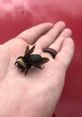 Bee Pulls a Human-Sized Lever Soundboard