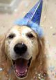 Dogs birthday Play and download Dogs birthday clips. #happy birthday #dog birthday #party #my day #cake #singing dog