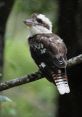 Kookabugga Play and download Kookabugga clips. #kangaroo #funny #outdoors #nature