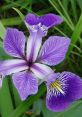 Vibrant purple Iris flower with intricate petals and striking yellow markings against lush green foliage. Perfect for gardens.